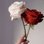 noorali772025 profile picture