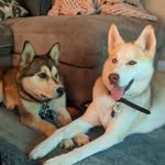 nora.niko.huskies profile picture