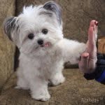 norbertthedog profile picture