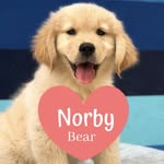norby_bear profile picture