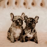 norcalbullybreedrescue profile picture