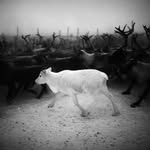 northcorrida profile picture
