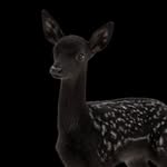 northwest profile picture