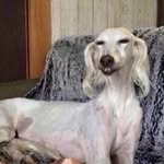 notmyanimal profile picture