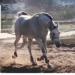 nour_elmaseeh profile picture