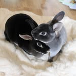 nova_minirex profile picture
