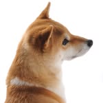 nps2001 profile picture