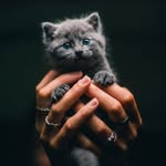 nugget_thetravellingcat profile picture