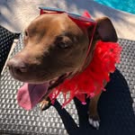 nutelladiscovers profile picture
