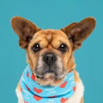 nutterbutterrescuepupper profile picture