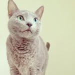 nyao123 profile picture