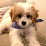 nybambino_ profile picture