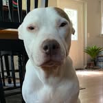 nybcbabyjay profile picture