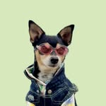 nycdogadventures profile picture