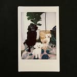 nycdogbabes profile picture