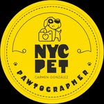 nycstreetdogs profile picture