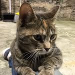 nykittycity profile picture