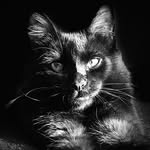 nyxxi_hiss profile picture