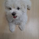 o_0kmj profile picture