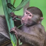 oaklandzoo profile picture