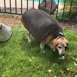 obese_beagle profile picture