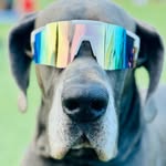 obie_thedane profile picture