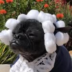 ockiemoe profile picture