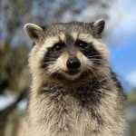 ocpunkdude profile picture