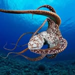 octopus.gram__ profile picture