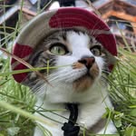 odencatnyc profile picture