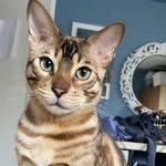 odie_and_atlas profile picture