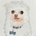 odiethegoblindog profile picture