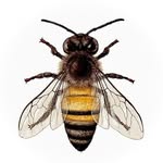 odinsdrone profile picture