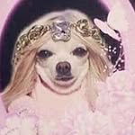 officialangelbaby profile picture
