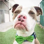 officialgrumpdog profile picture