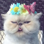 officially_shelby profile picture
