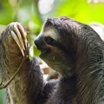 official_sloth_page profile picture