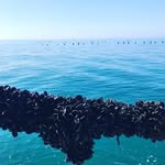 offshoreshellfish profile picture