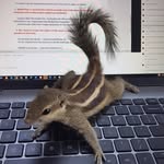 oh_my_squirrel profile picture