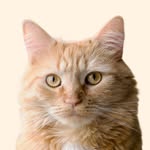 ohcharliecat profile picture