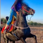 ohteman_el profile picture