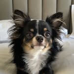 ojoaqueen profile picture
