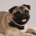 ojthepug profile picture