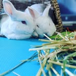 olafannabuns profile picture