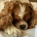 olavomacedo_ profile picture