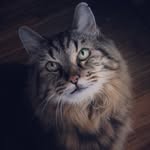 oldestlivingcat profile picture