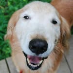 oldfriends_seniordogsanctuary profile picture