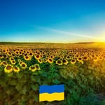 olgaskoboleva profile picture
