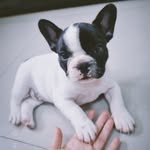 oli.oliviadog profile picture