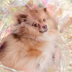 oli_pom profile picture